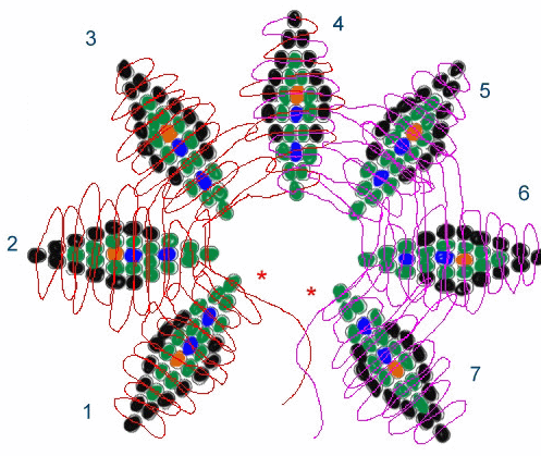 peacock feathers draw